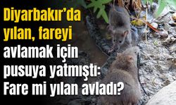 Diyarbakır’da fareyi avlamak isteyen yılan av oldu