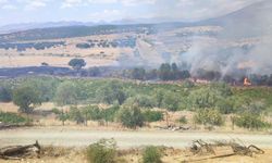 Diyarbakır'da üzüm bağları ve meyve ağaçları yangında zarar gördü