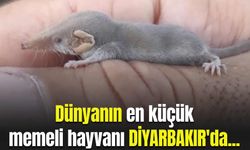 Dünyanın en küçük memeli hayvanı Diyarbakır'da...