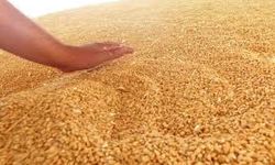 Dünyada, Mısır fiyatları yüzde 10, buğday yüzde 16 düştü