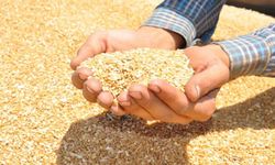 Kaç ton buğday ve arpa alındı? TMO’DAN açıklama geldi