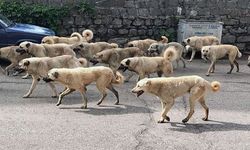 Başıboş Sokak Köpekleri Teklifi Komisyondan Geçti: İşte Ayrıntılar..