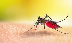 Salgın Uyarısı: Sivrisineklerden Bulaşıyor!