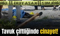 Tavuk çiftliğinde cinayet!