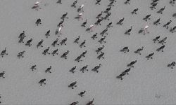 Tuz Gölü'nde bu yıl 4 bin 300 flamingo hayata gözlerini açtı