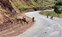 Yaban keçileri insanlara alıştı! Uzmanından 'ölümcül' uyarı