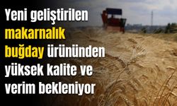 Yeni geliştirilen buğday çeşidi, Diyarbakır'ı fetheden komutanın ismi ile tescillendi