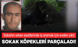 15 köpeğin saldırısına uğrayan genç, feci şekilde öldü