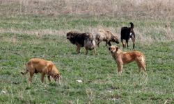 Sokak Köpekleri Yine Bir Çocuğa Saldırdı!