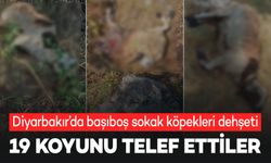 Diyarbakır’da sokak köpekleri 19 koyunu telef etti