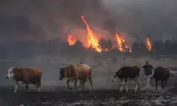 6 ilden takviye gitti! Alevlerin önüne geçilemiyor...