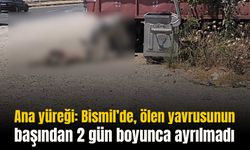 Ana yüreği: Bismil’de, ölen yavrusunun başından 2 gün boyunca ayrılmadı