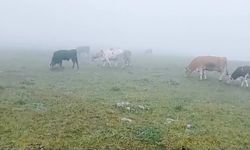 Ardahan'da sağanak ve dolu etkili oldu