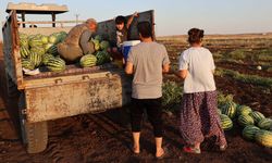 Diyarbakır’da çiftçi bu yıl karpuzdan da istediği verimi alamadı