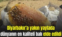 Diyarbakır'a yakın yaylada dünyanın en kaliteli balı elde edildi