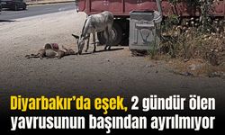 Diyarbakır’da eşek, 2 gündür ölen yavrusunun başından ayrılmıyor