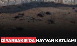 Diyarbakır’da hayvan katliamı