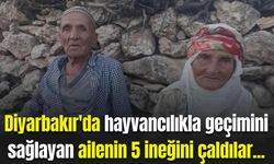 Diyarbakır'da hayvancılıkla geçimini sağlayan ailenin 5 ineğini çaldılar