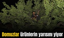 Çiftçiler domuz nöbetinde: Gündüz gizleniyor, gece ortaya çıkıyorlar