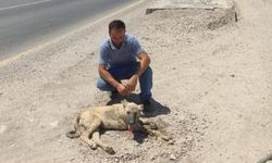 Bismil'de otomobilin çarpması sonucu yaralanan köpek, tedaviye alındı.