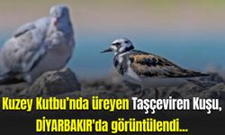 Kuzey Kutbu’nda üreyen Taşçeviren Kuşu, Diyarbakır'da görüntülendi...