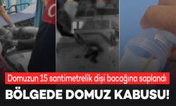 Mısır tarlasını sularken dev domuzun saldırısına uğrayan vatandaş ağır yaralandı