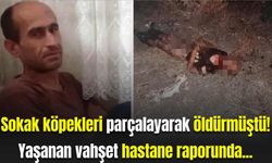 Sokak köpekleri parçalayarak öldürmüştü! Yaşanan vahşet hastane raporunda...