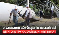 Diyarbakır Büyükşehir Belediyesi bitki üretimini artırıyor