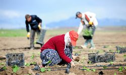 Tarımsal Destek Ödemeleri Çiftçilerin Hesaplarına Yatırılacak