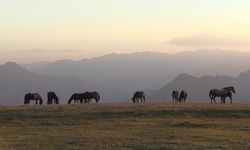 Hakkari'de yılkı atları görüntülendi