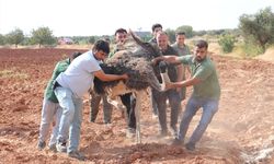 Sahipsiz Deve Kuşu Yakalanıp Koruma Altına Alındı