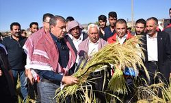 Tescilli Karacadağ pirincinde hasat başladı