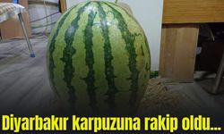 Diyarbakır karpuzuna rakip oldu