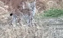 Diyarbakır'a komşu ilde nesli tehlike altında olan vaşak görüntülendi