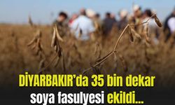 Diyarbakır’da 35 bin dekar soya fasulyesi ekildi