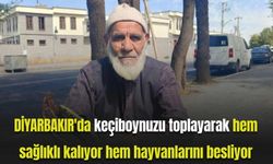 Diyarbakır'da keçiboynuzu toplayarak hem sağlıklı kalıyor hem hayvanlarını besliyor