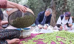 Mardin'de Zeytin Hasadı Başladı