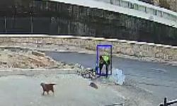 Şanlıurfa'da yavru köpeği parke taşıyla öldürdü! Şüpheli gözaltına alındı