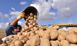 Türkiye’nin patates ambarlarından Bitlis'te hasat başladı