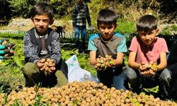 Uludere'de ceviz hasadı başladı