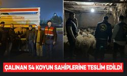 Koyun hırsızları yakalandı: 54 koyun sahiplerine teslim edildi