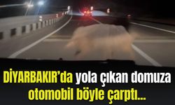 Diyarbakır’da yola çıkan domuza otomobil böyle çarptı