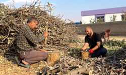 Fıstığın budanan dalları yakacak olarak kullanılıyor