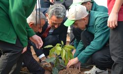 Şırnak'ta avokado, pepino, çarkıfelek ve papaya meyvelerinin fideleri dikildi