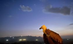 Şırnak’ta kızıl akbaba doğal yaşam alanına geri döndü