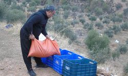 20 bin dekarlık alanda zeytin hasadı