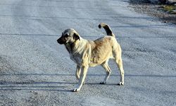 Bir başıboş köpek saldırısı daha! Saldırı vakaları devam ediyor