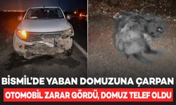 Bismil’de yaban domuzuna çarpan otomobil zarar gördü, domuz telef oldu