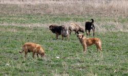 Başıboş Köpeklerin Saldırdığı Yüzlerce Tavuk Telef Oldu!