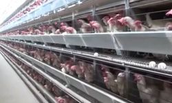 Kuş Gribi Alarmı: 2017'den Sonra İlk H7N9 Vakası